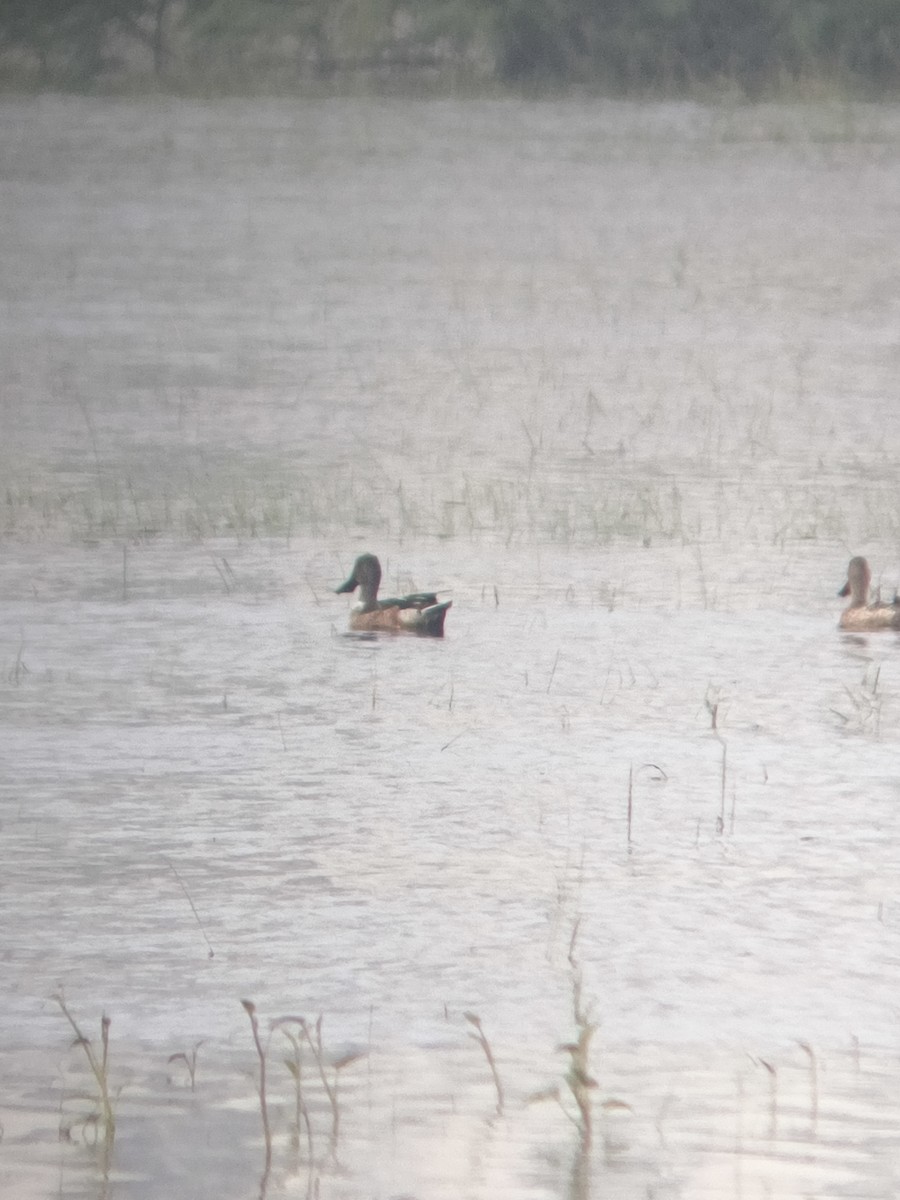 Northern Shoveler - ML647121753