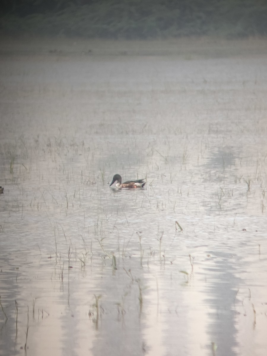 Northern Shoveler - ML647121754