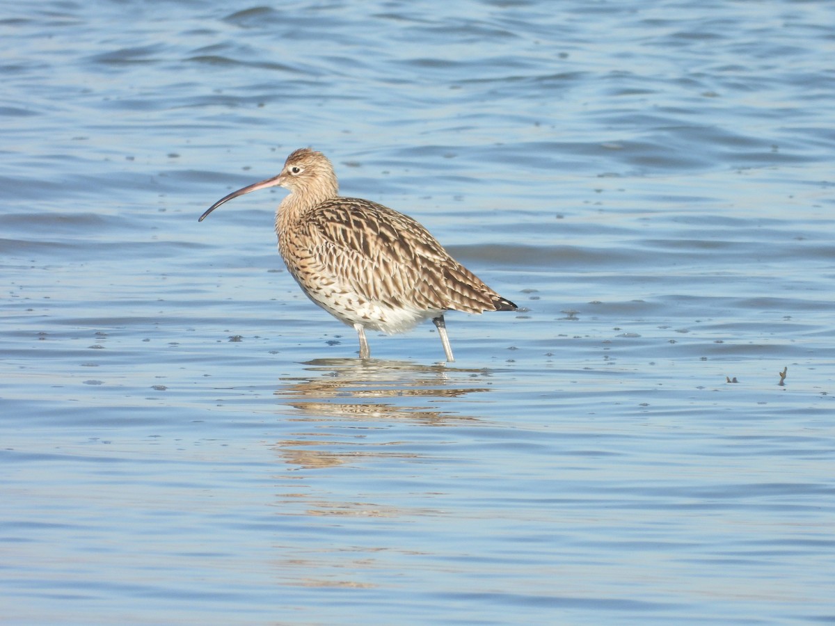 Eurasian Curlew - ML647121756