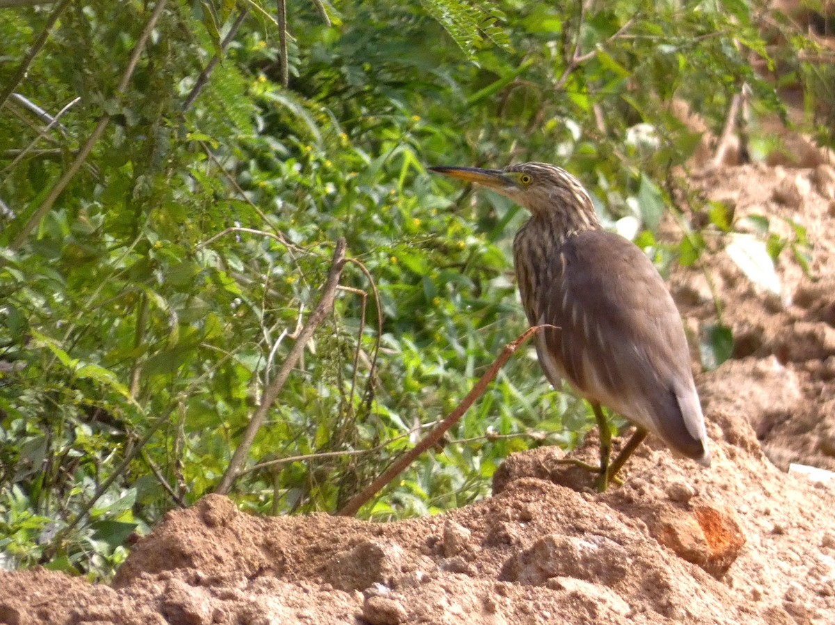Indian Pond-Heron - ML647121758