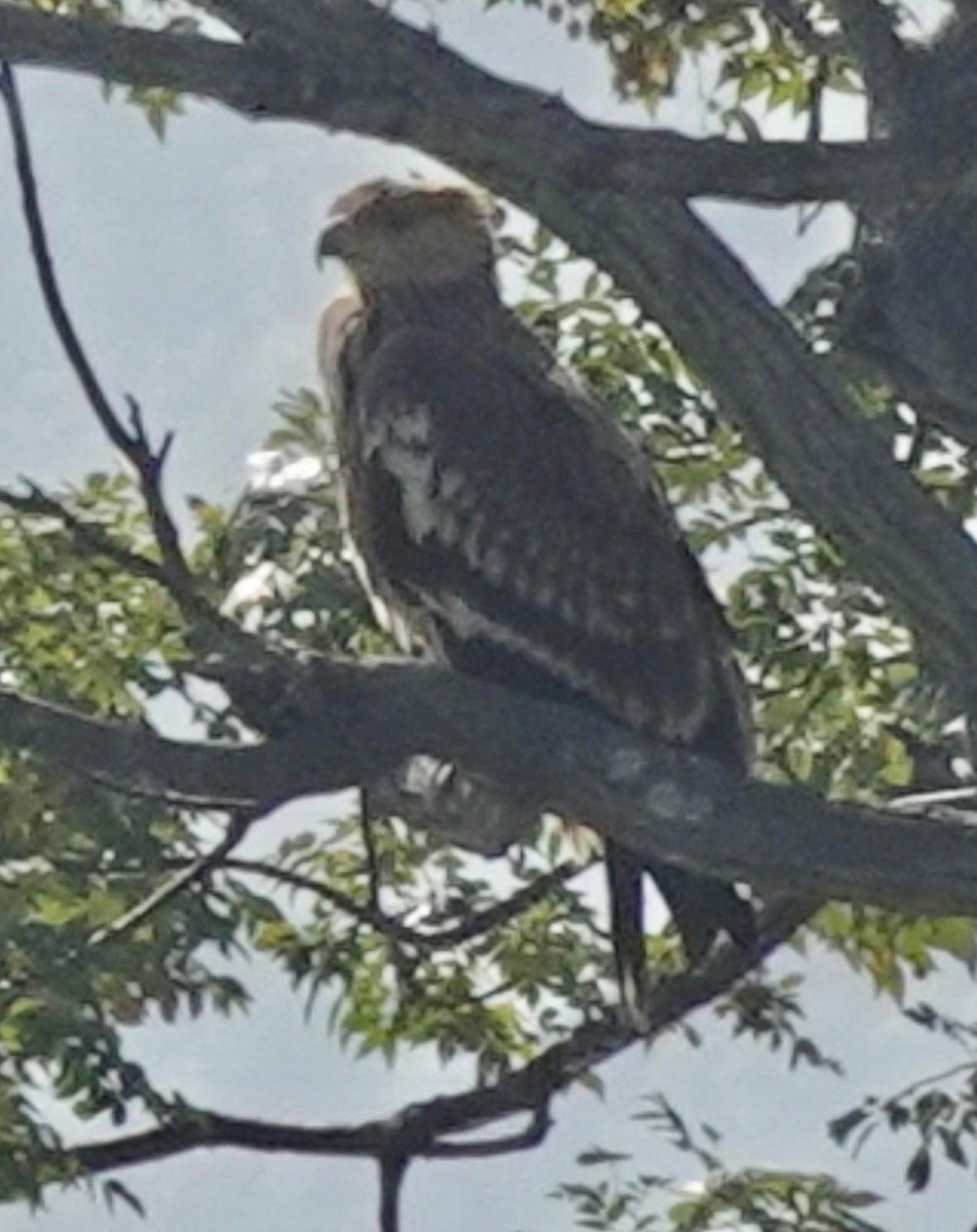 白肩鵰 - ML647121760