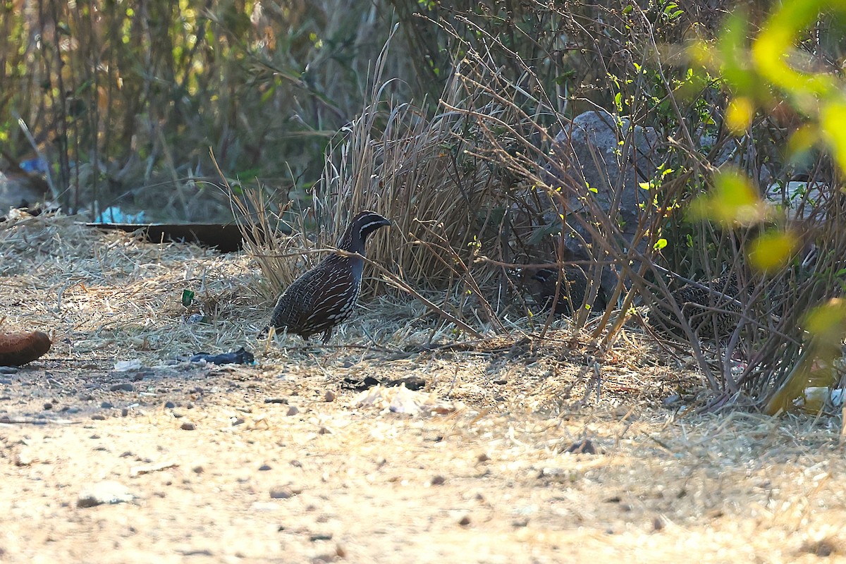 Madagascar Partridge - ML647121761