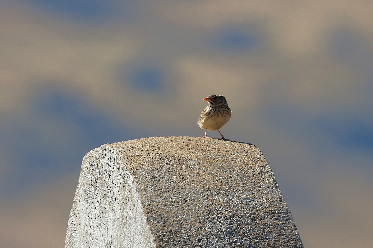 Madagascar Lark - ML647121767