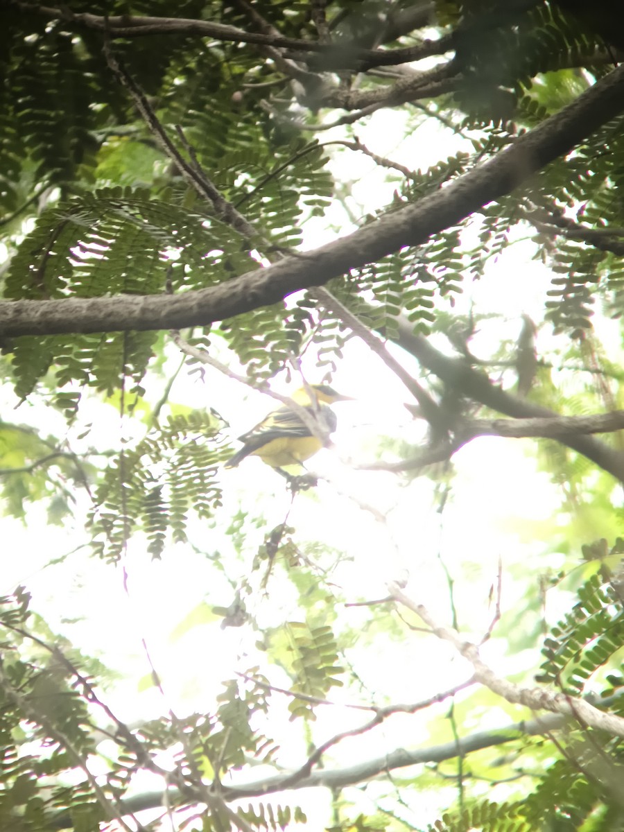 Indian Golden Oriole - ML647121772