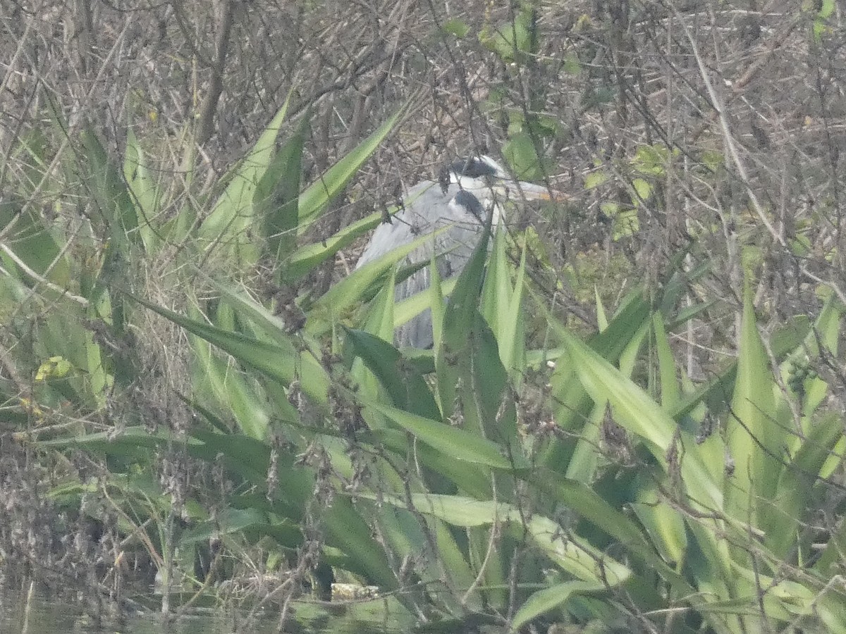 Koartza hauskara - ML647121774