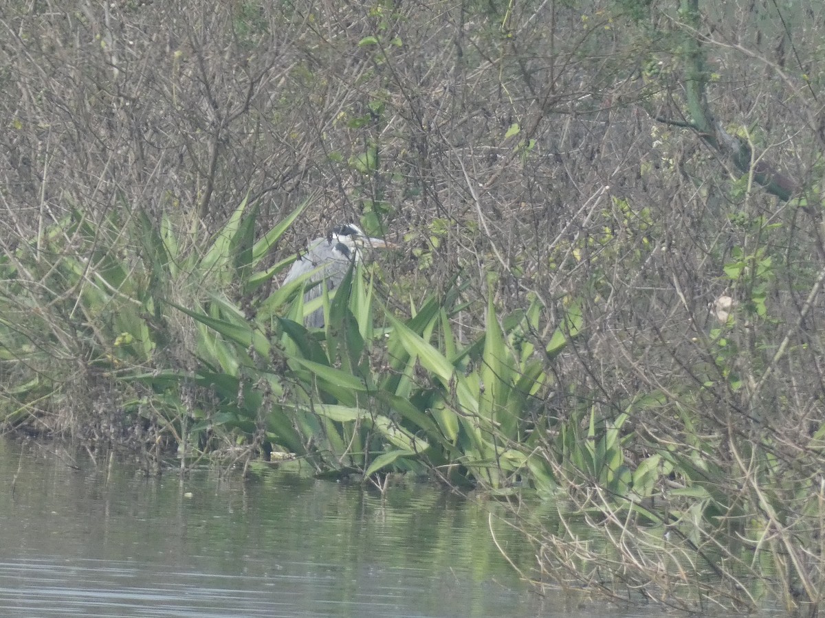 Koartza hauskara - ML647121775