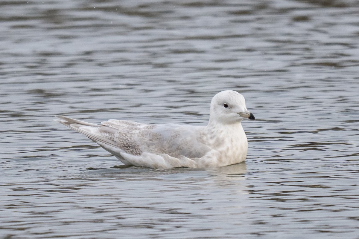 Iceland Gull - ML647121779