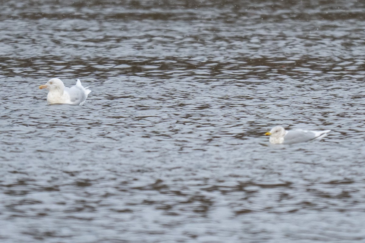 Iceland Gull - ML647121780