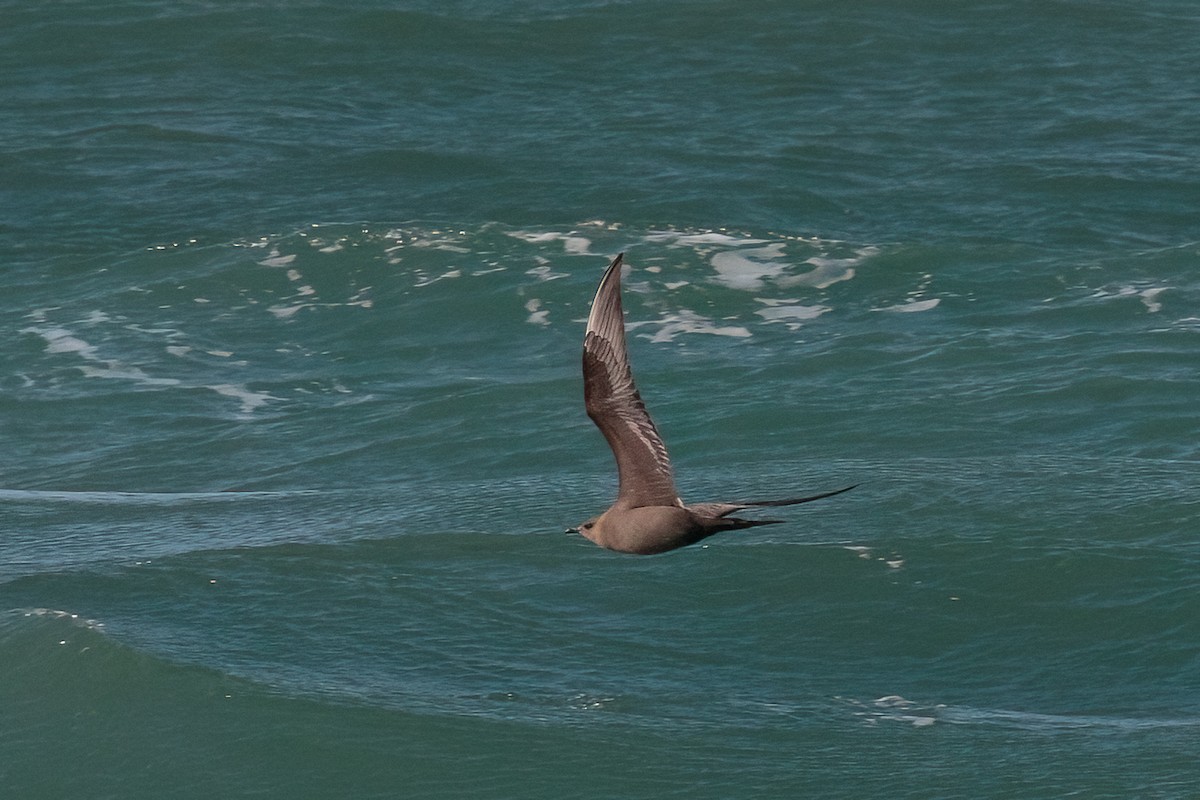 Parasitic Jaeger - ML647121782