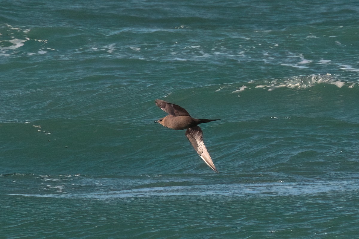 Parasitic Jaeger - ML647121783