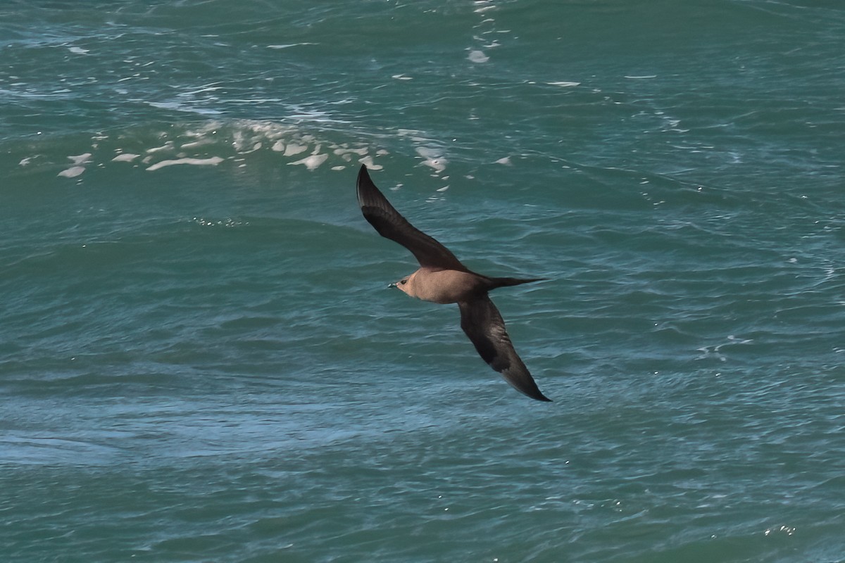 Parasitic Jaeger - ML647121784