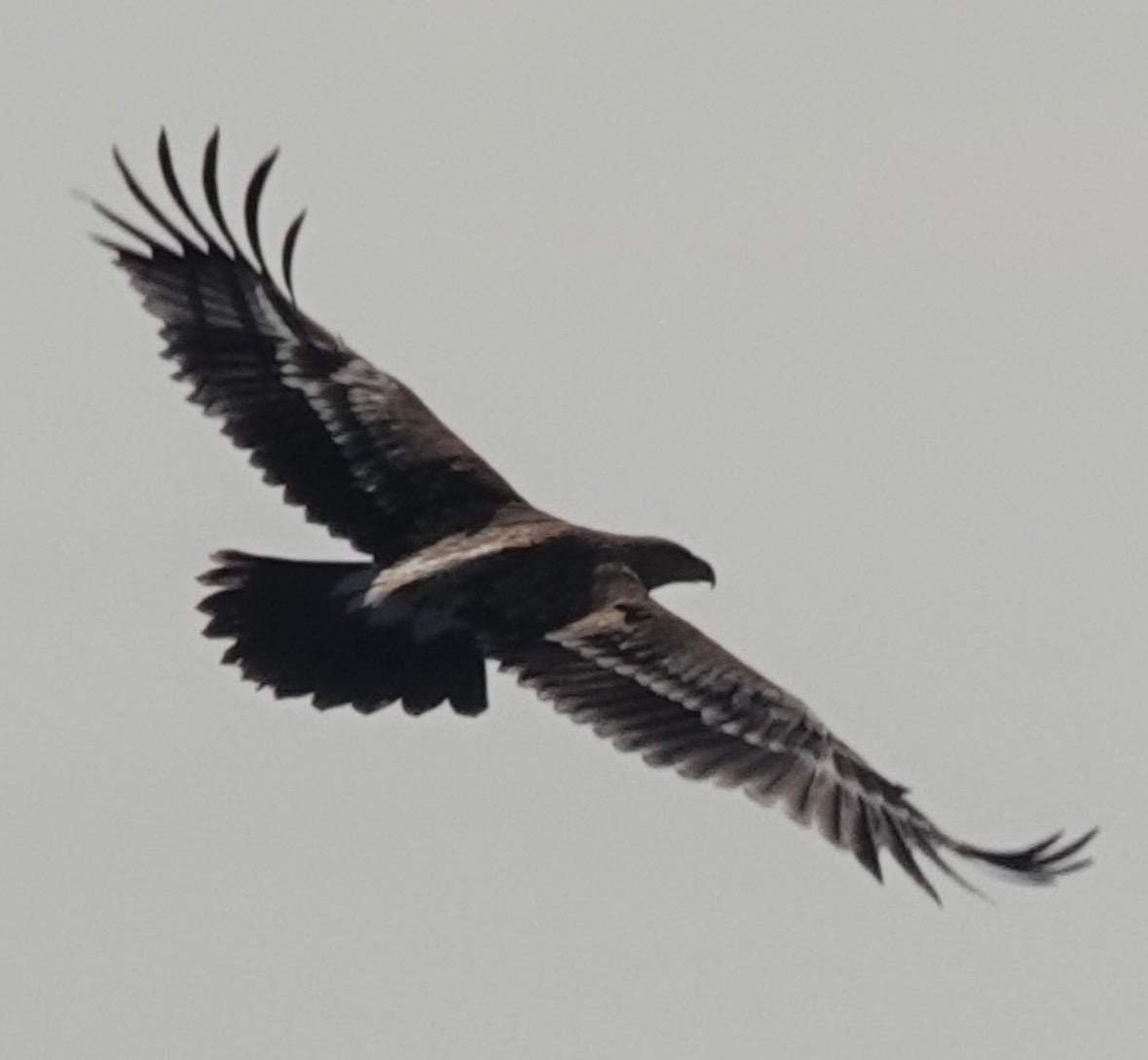 白肩鵰 - ML647121785