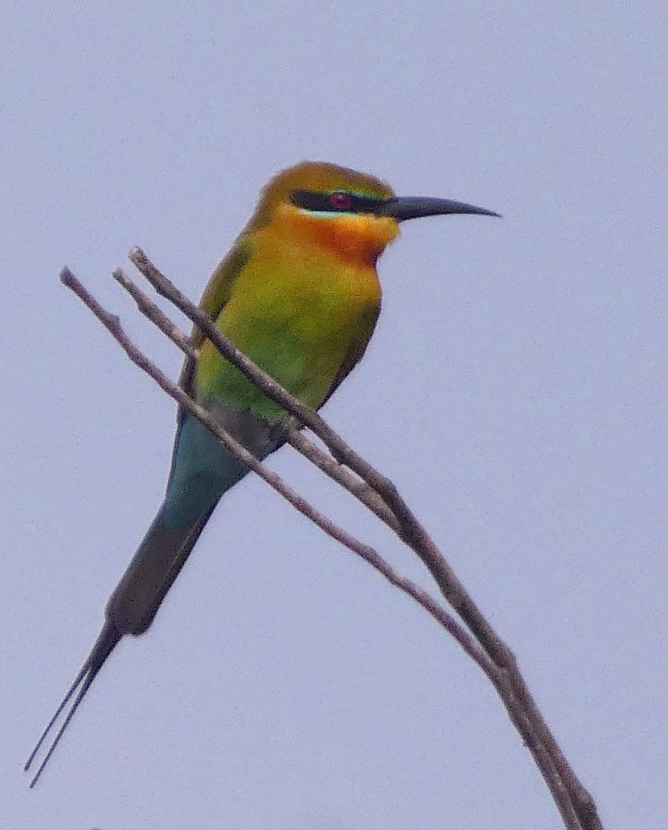 Blue-tailed Bee-eater - ML647121786