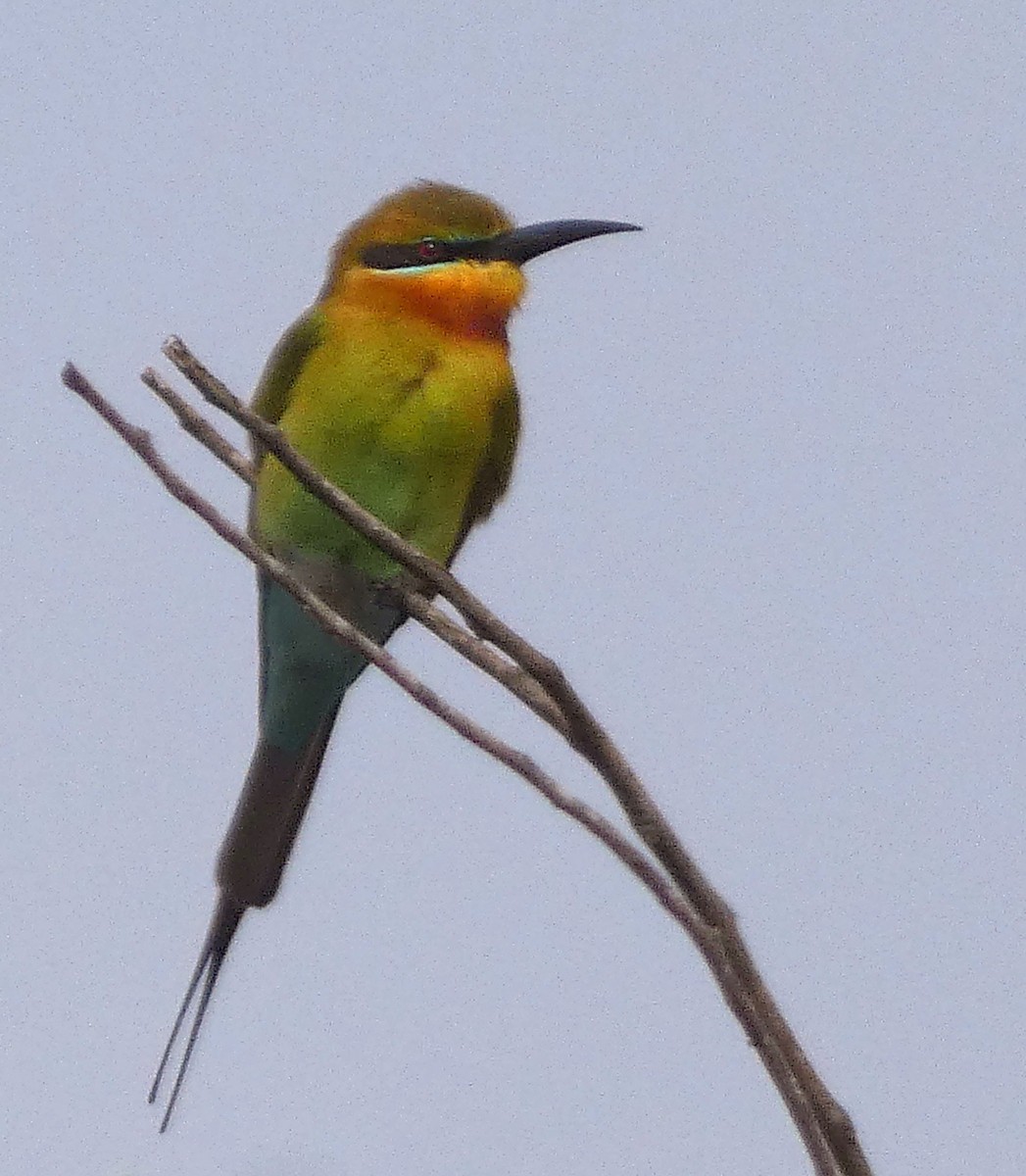 Blue-tailed Bee-eater - ML647121787