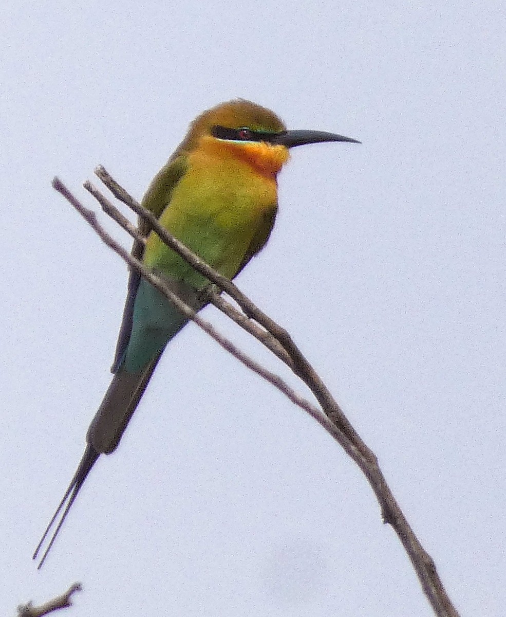 Blue-tailed Bee-eater - ML647121788