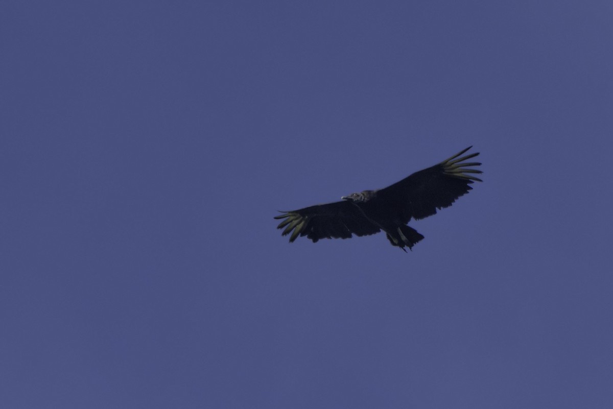 Urubu noir - ML647121789