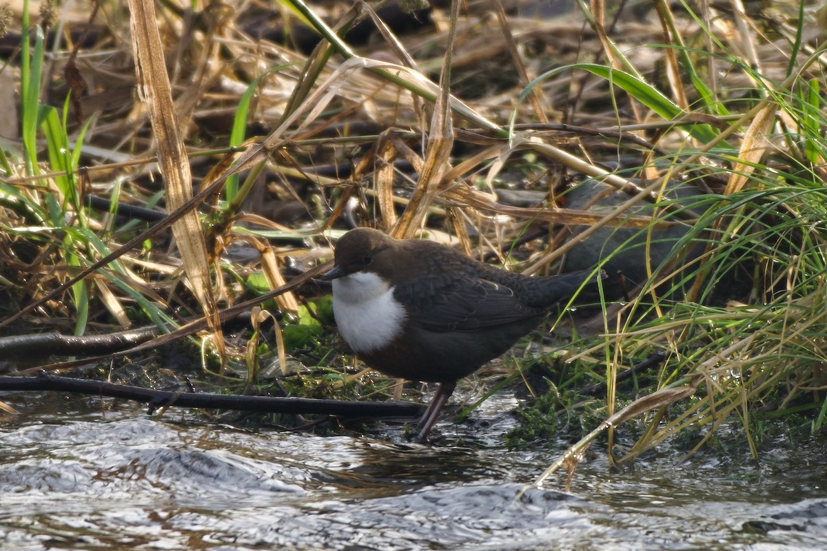 White-throated Dipper - ML647121790