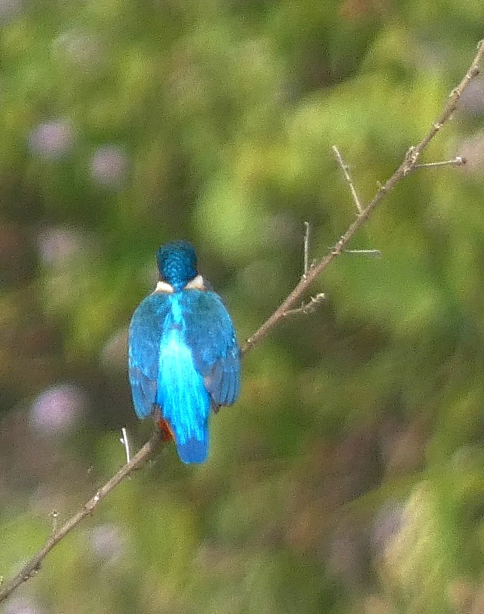 Martin arrantzalea - ML647121792