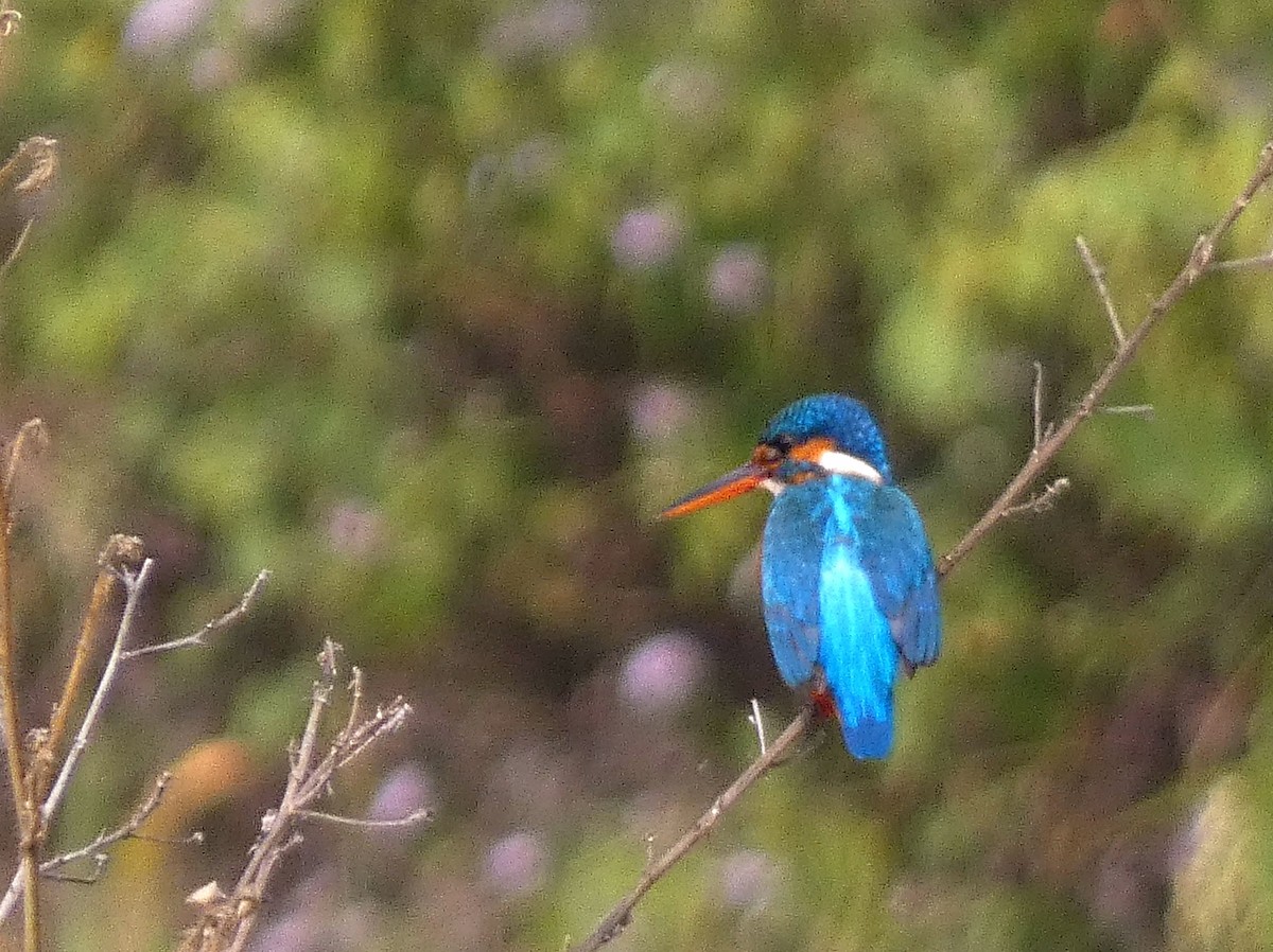 Martin arrantzalea - ML647121793