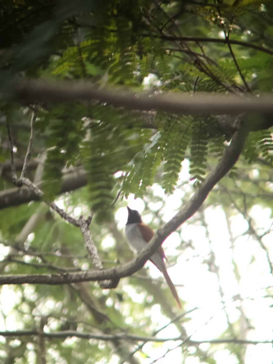Indian Paradise-Flycatcher - ML647121795