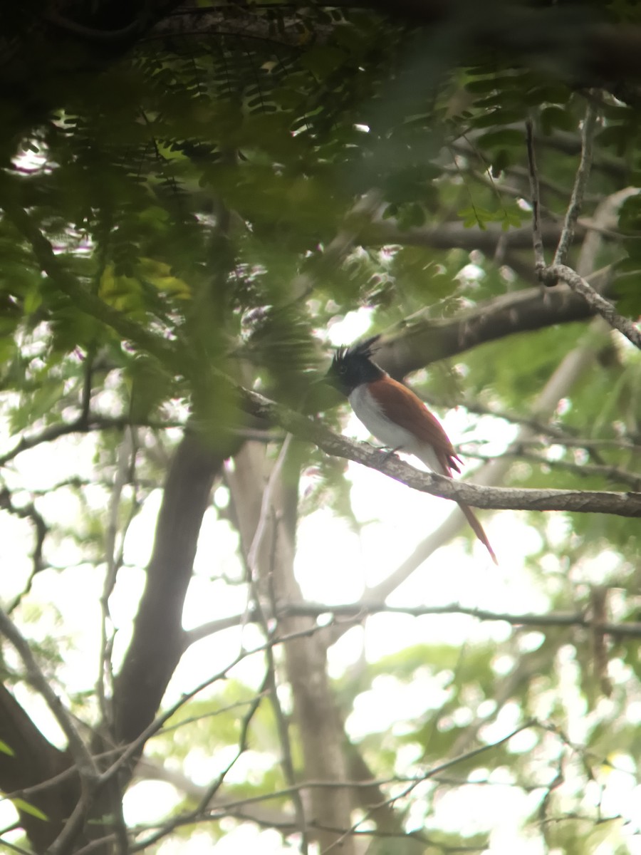 Indian Paradise-Flycatcher - ML647121796