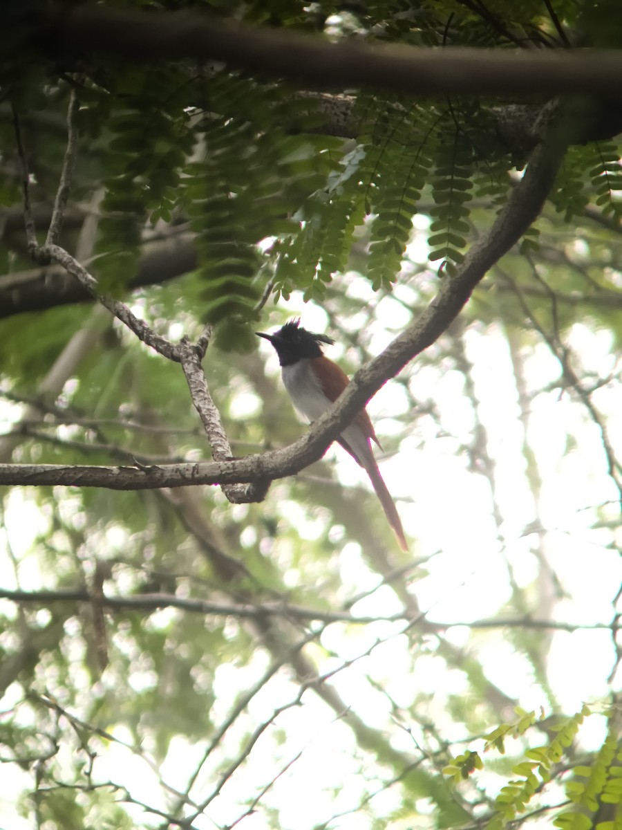 Indian Paradise-Flycatcher - ML647121797