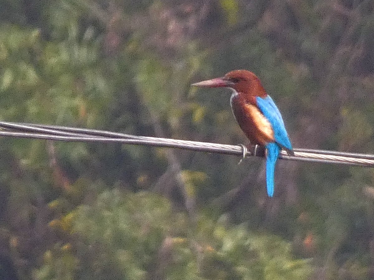 White-throated Kingfisher - ML647121799