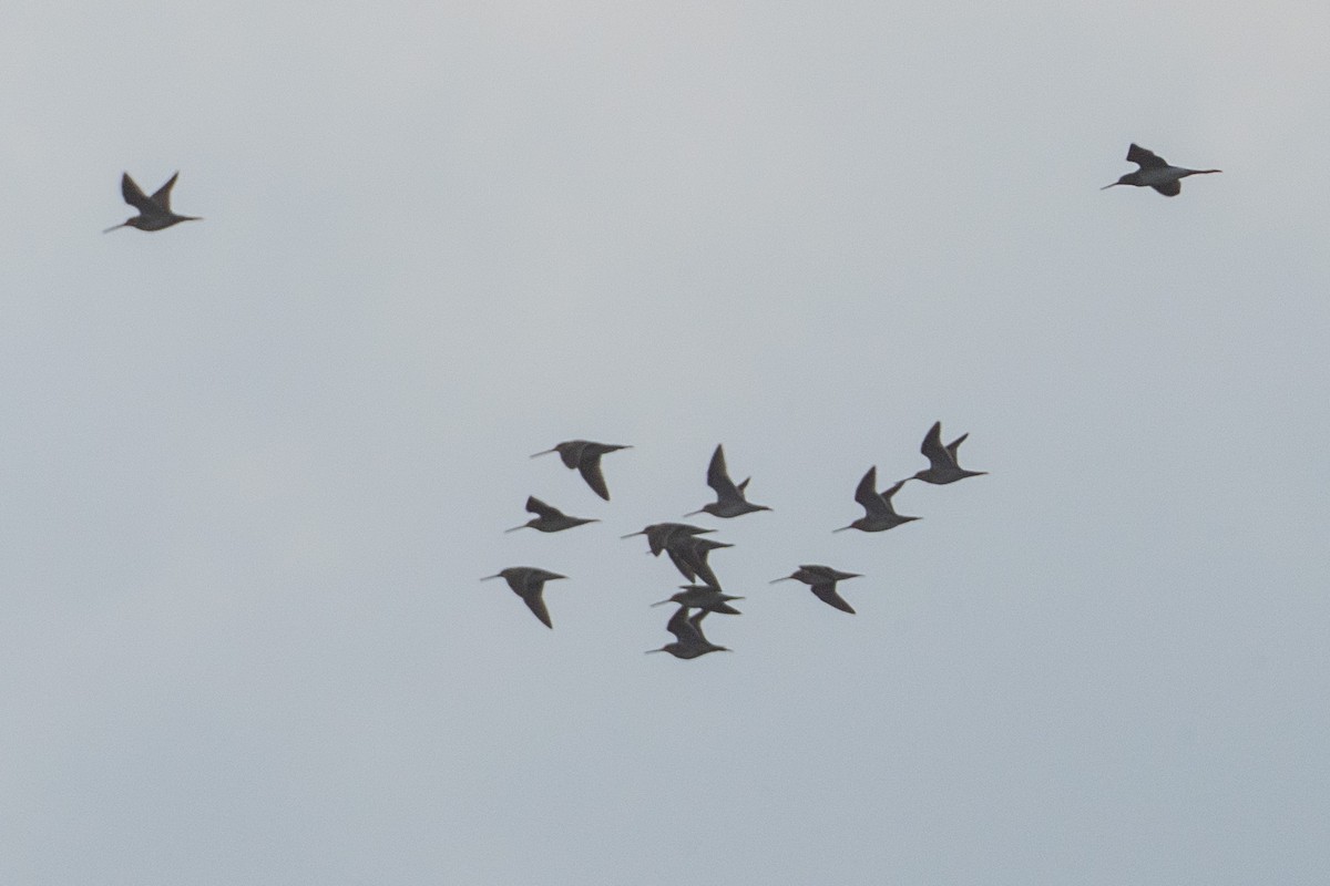 Wilson's Snipe - ML647121800