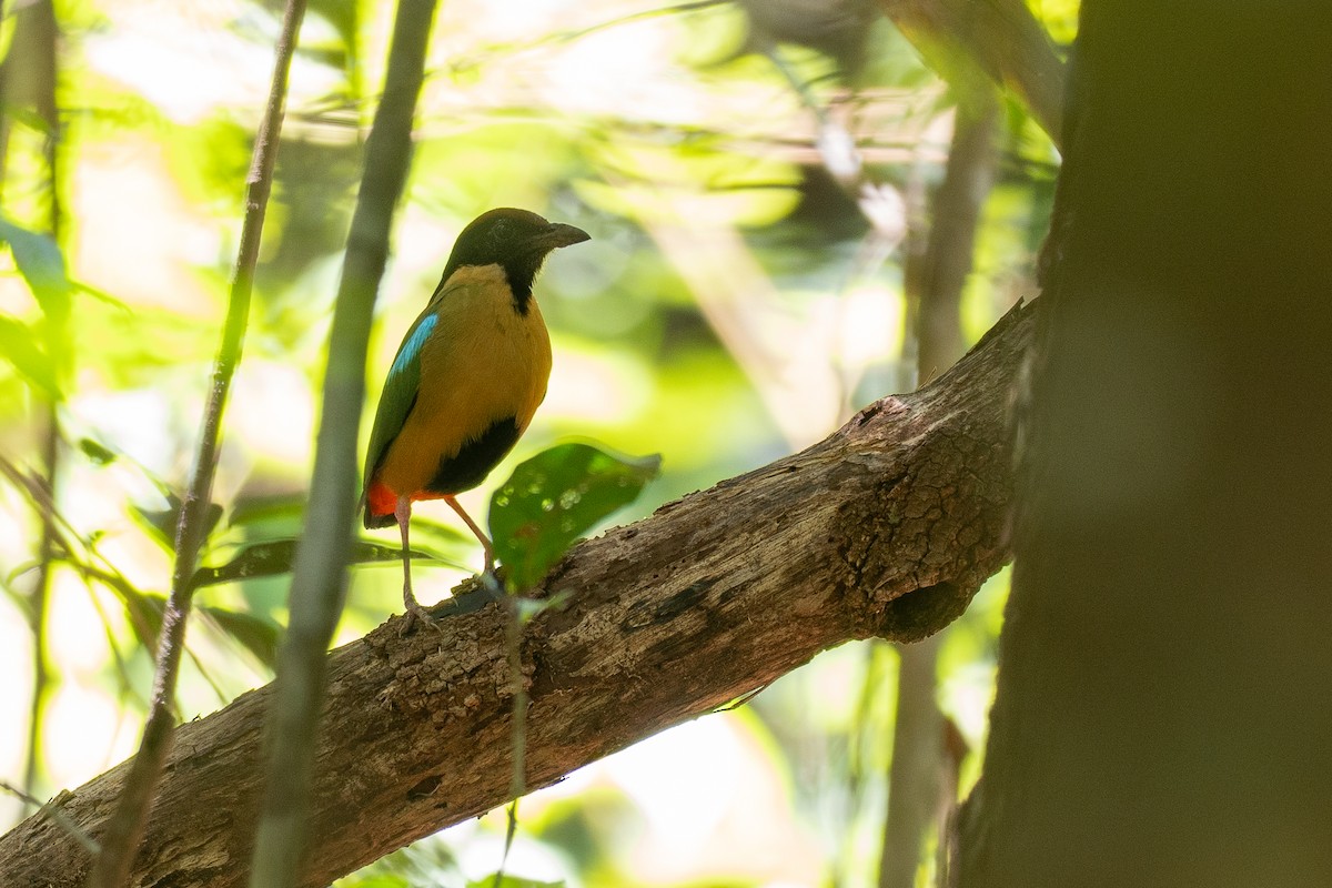 Noisy Pitta - ML647121806