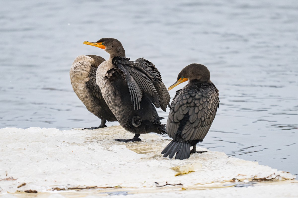 Double-crested Cormorant - ML647121807