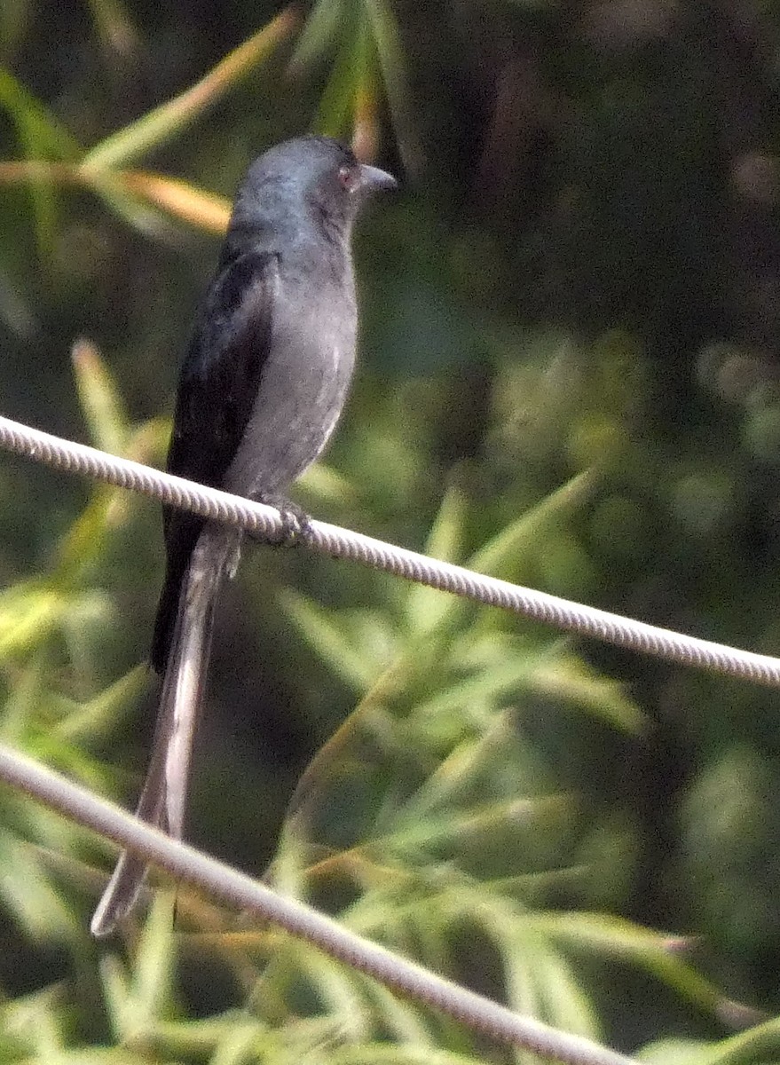 Ashy Drongo - ML647121811