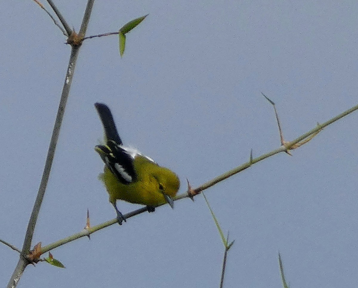 Common Iora - ML647121818