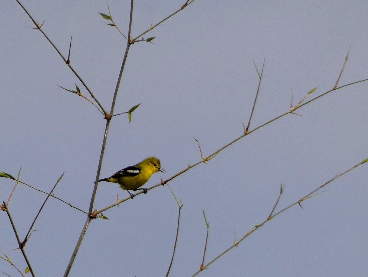 Common Iora - ML647121819