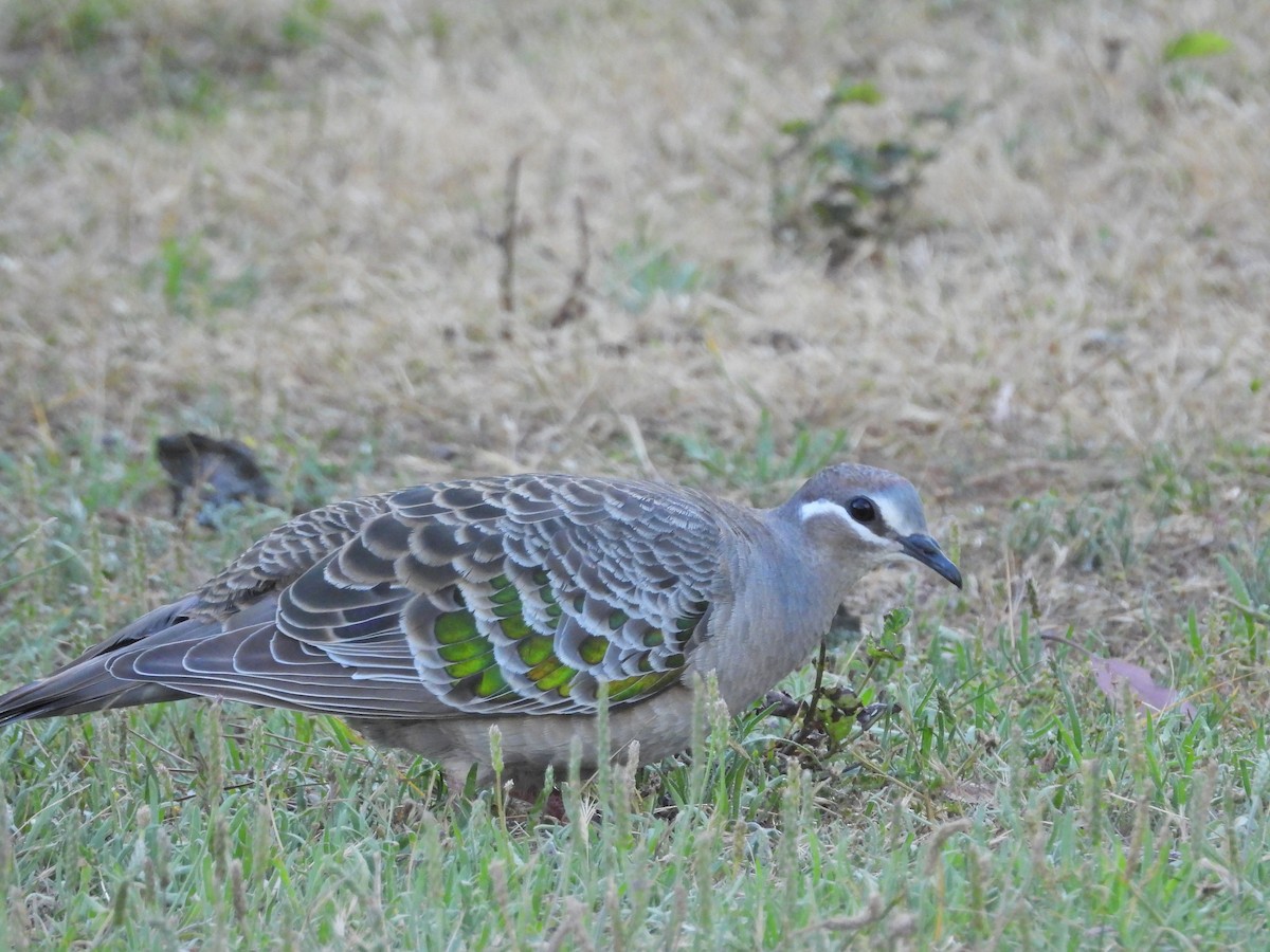 Common Bronzewing - ML647121824