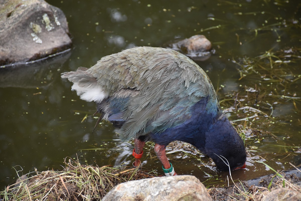 South Island Takahe - ML647121833