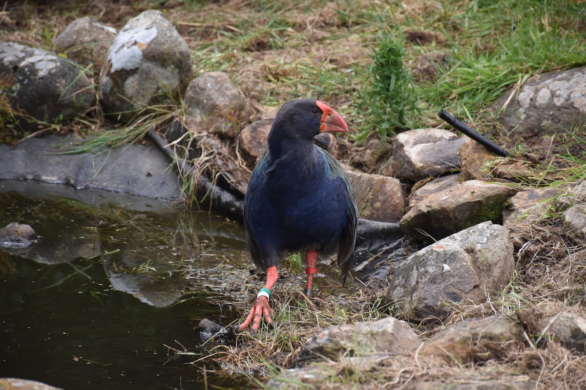 South Island Takahe - ML647121834