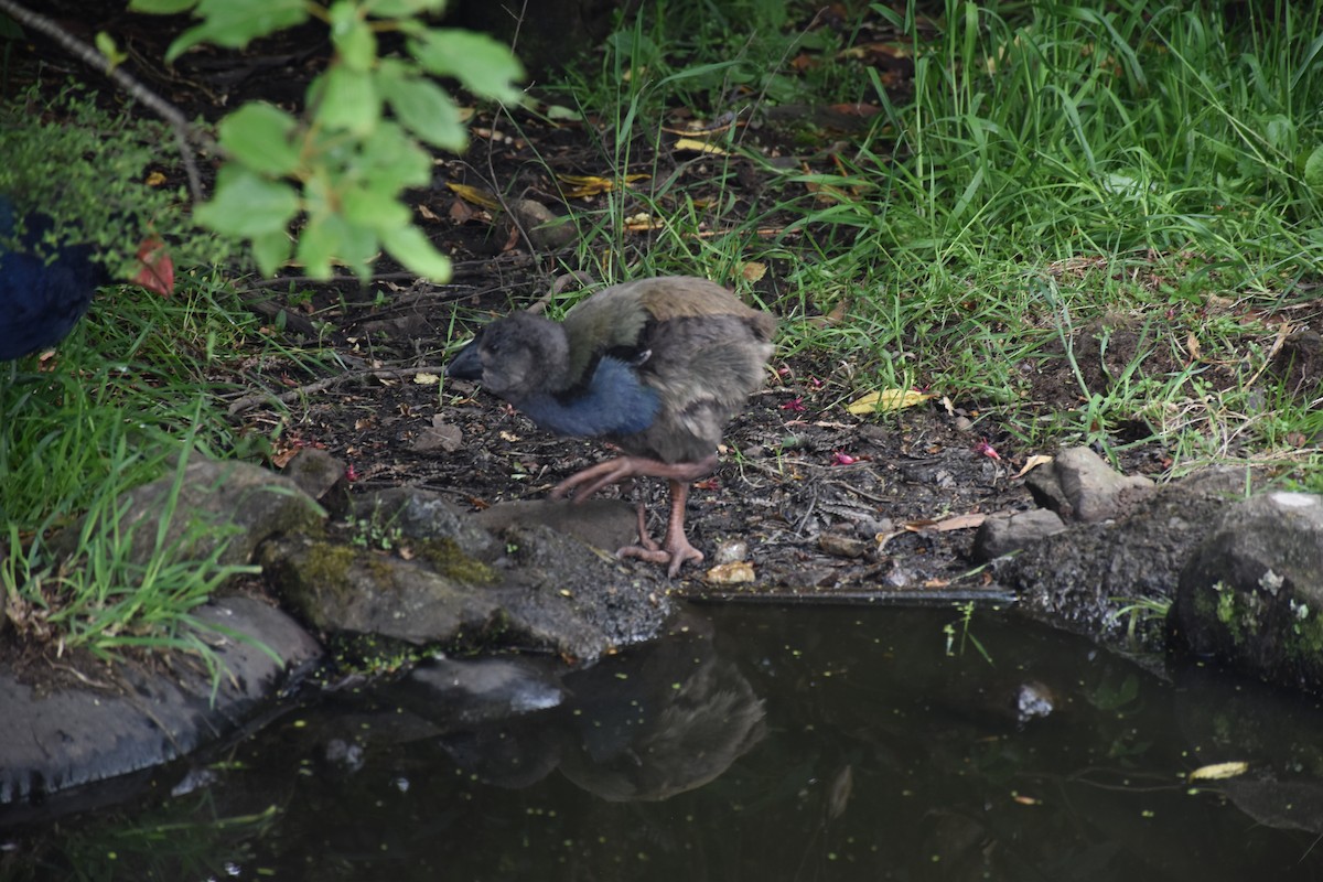 South Island Takahe - ML647121835