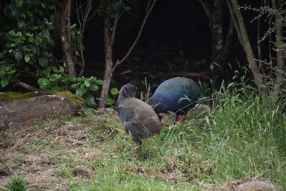 South Island Takahe - ML647121836