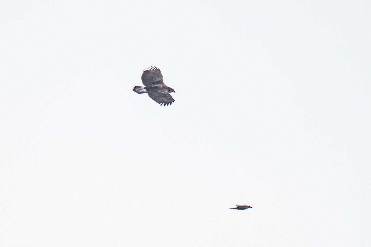 Bald Eagle - ML647121848