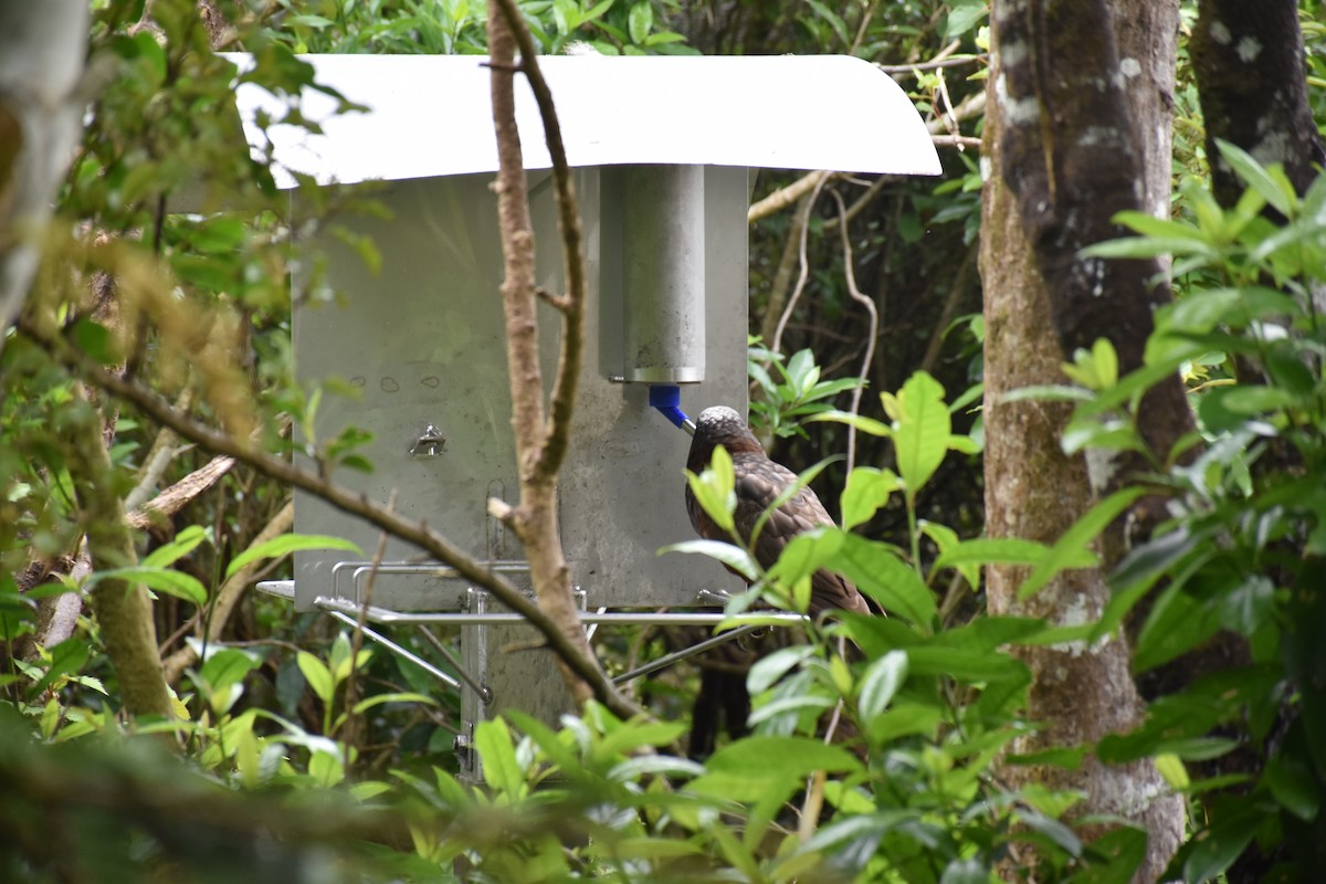 New Zealand Kaka - ML647121861