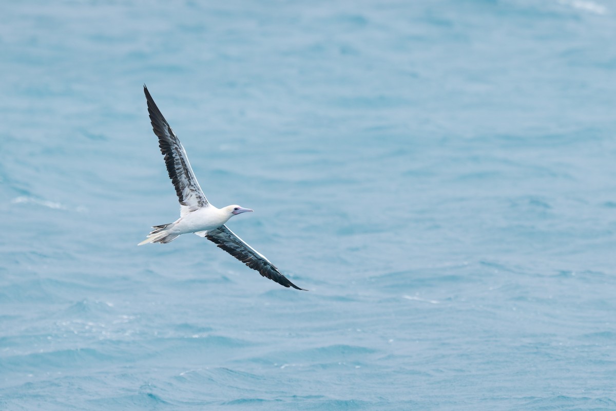 Сула червононога - ML647121862