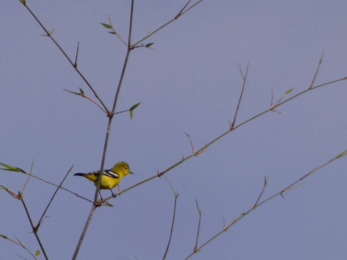 Common Iora - ML647121863