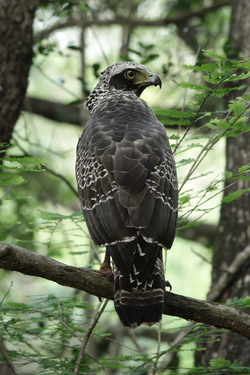 Culebrera Chiíla - ML647121875