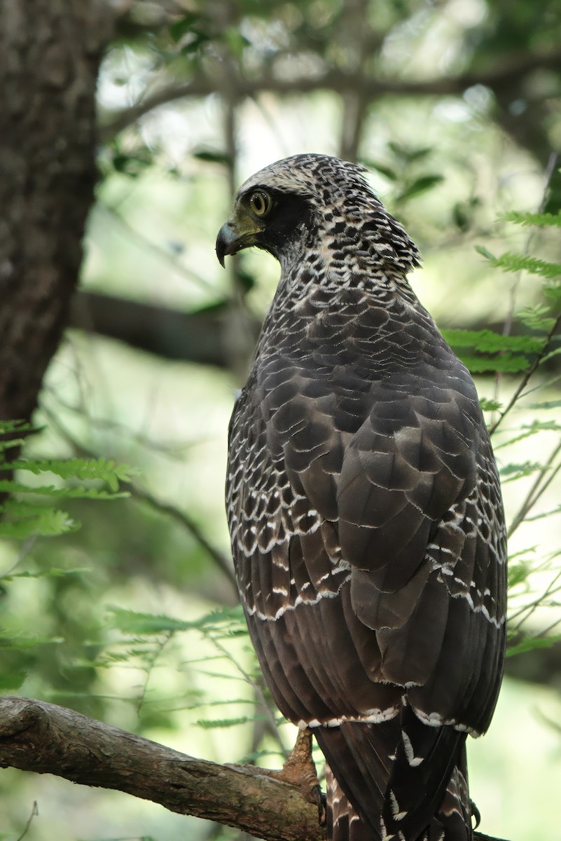 Culebrera Chiíla - ML647121877