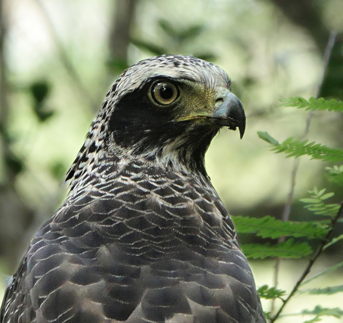 Culebrera Chiíla - ML647121882