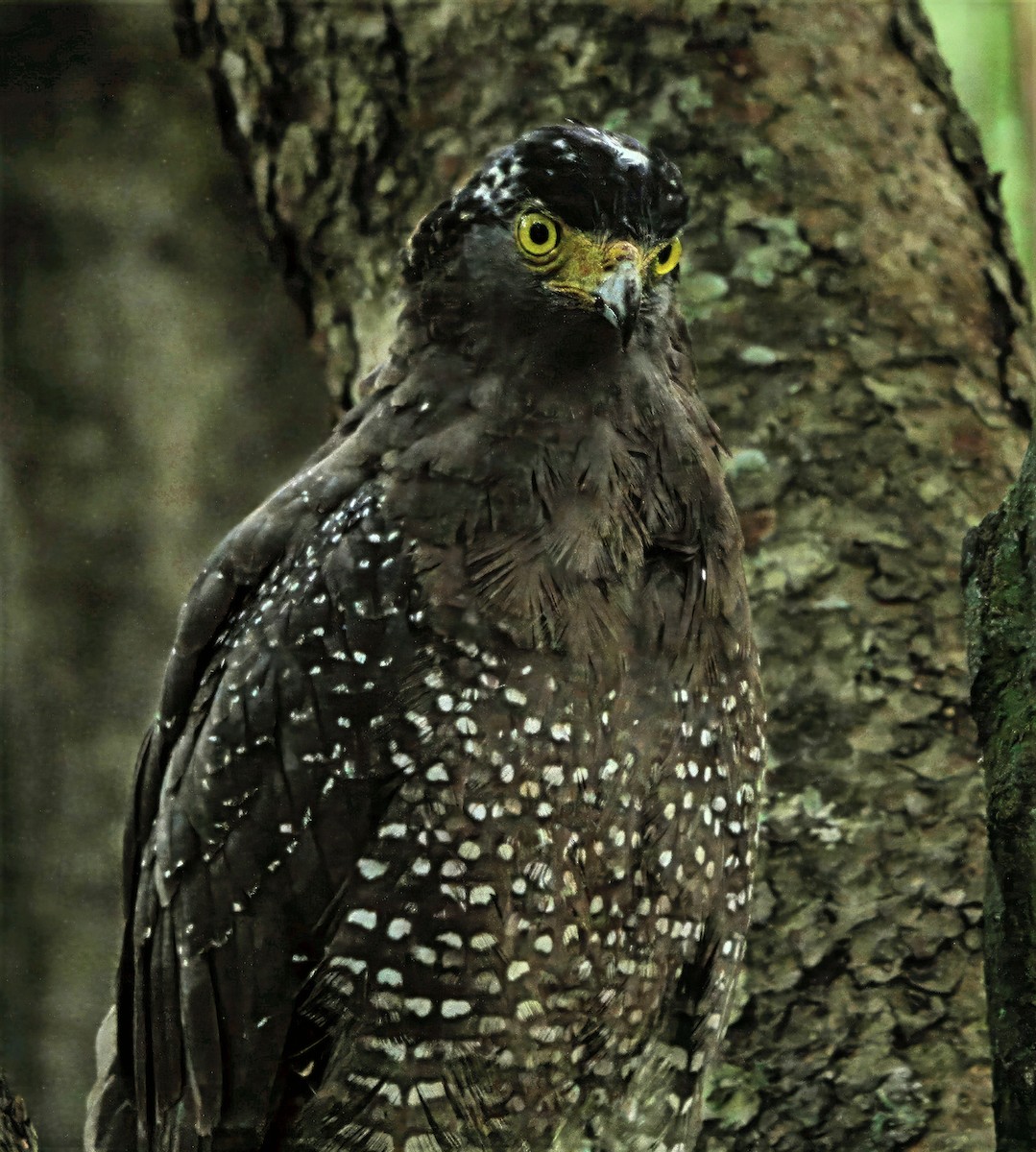 Culebrera Chiíla - ML647121884