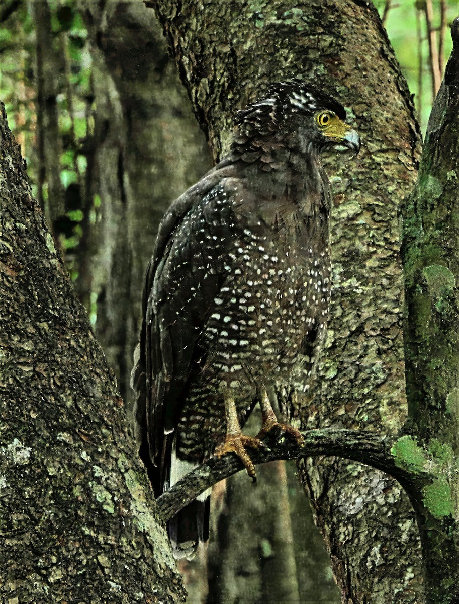 Culebrera Chiíla - ML647121888