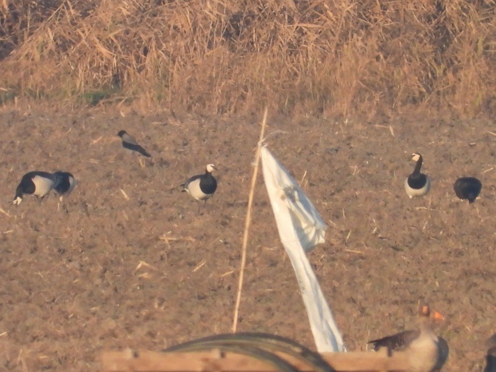 Barnacle Goose - ML647121890