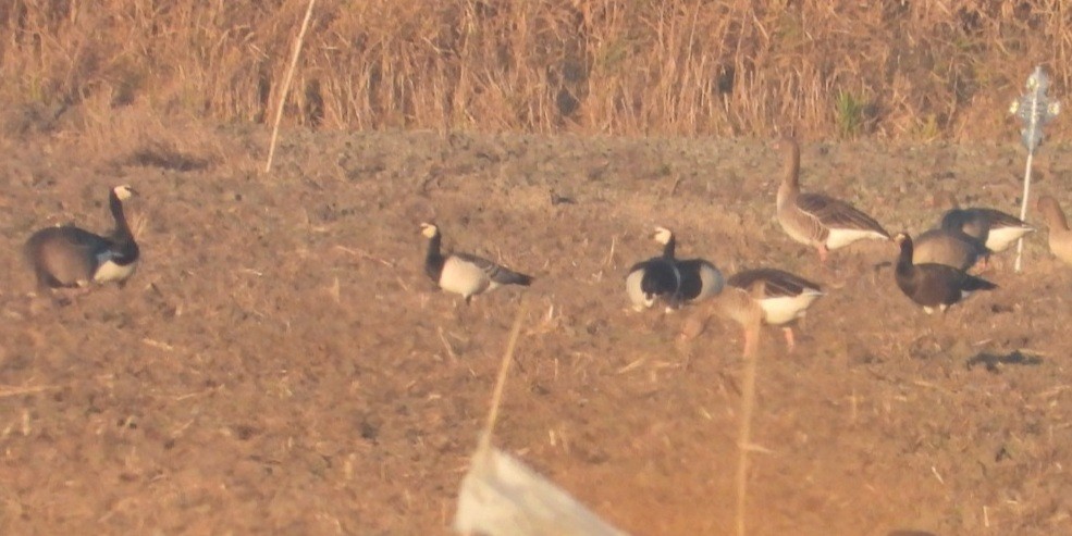 Barnacle x Red-breasted Goose (hybrid) - ML647121891