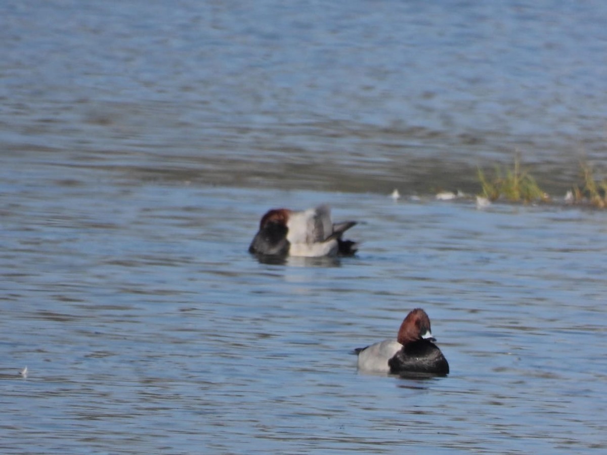 Common Pochard - ML647121894